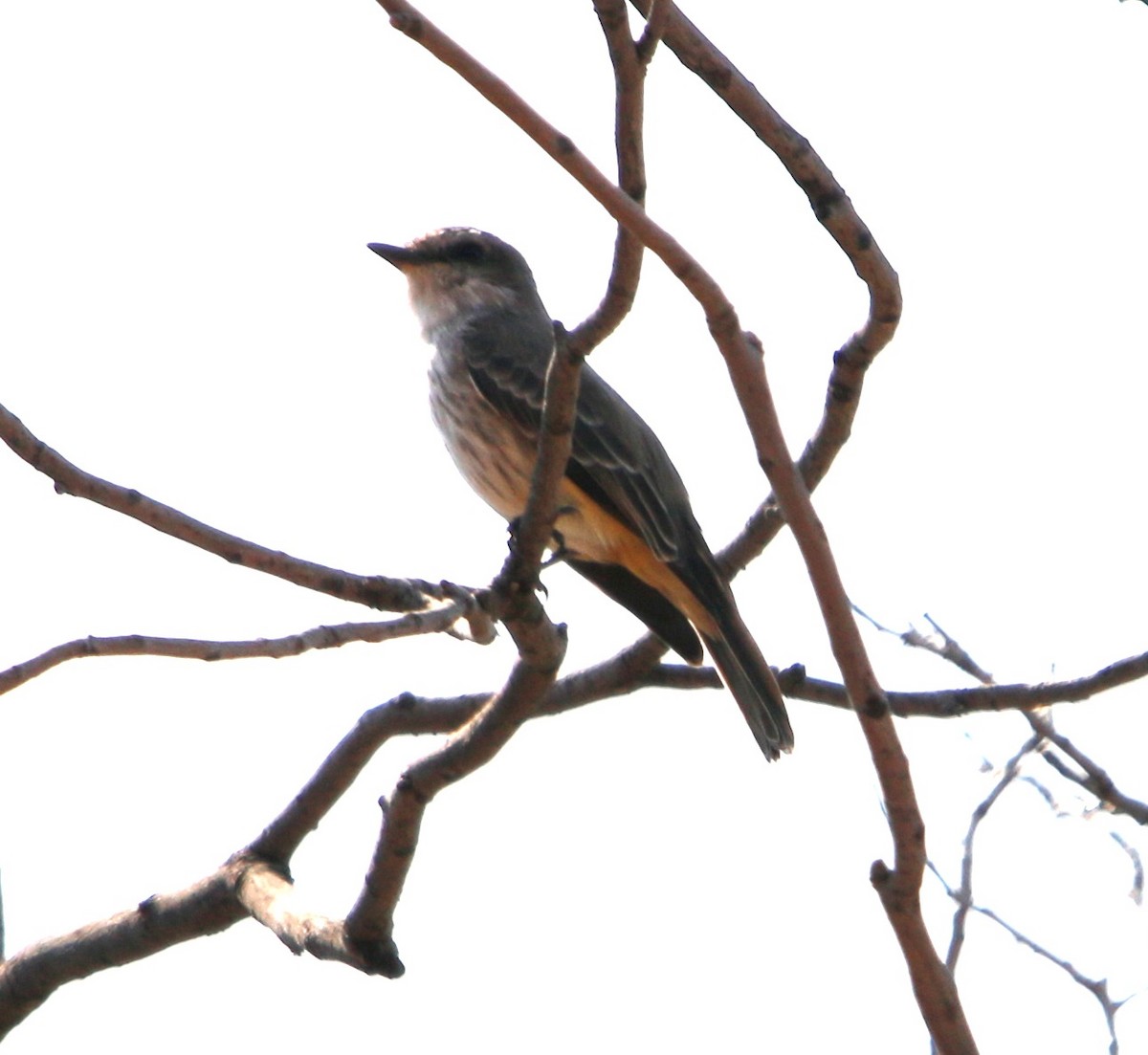 Vermilion Flycatcher - ML643007896