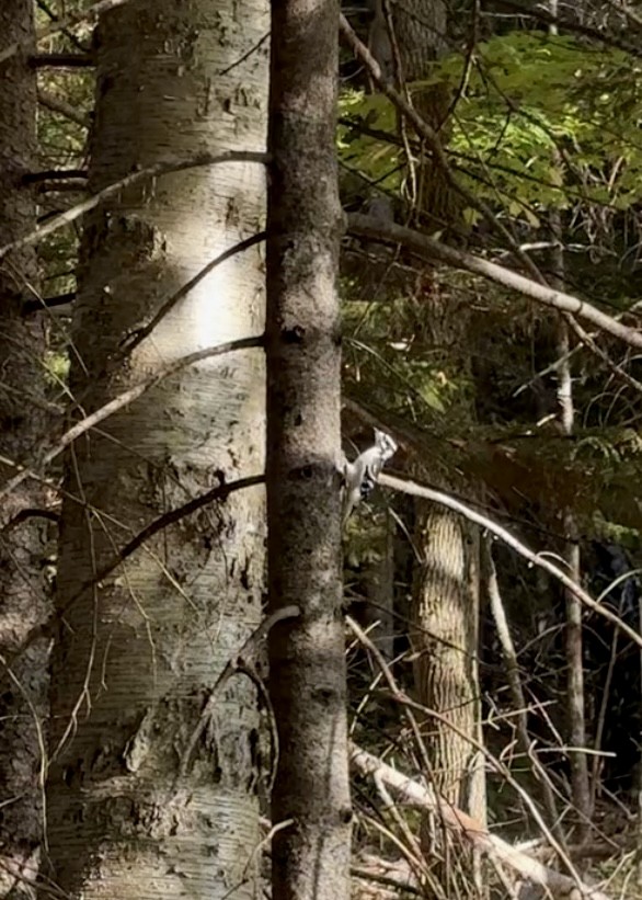 Downy Woodpecker - ML643007901