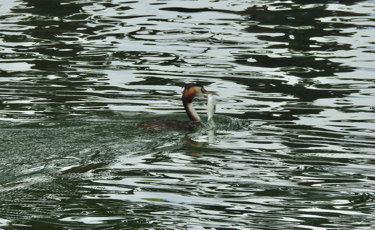 Great Crested Grebe - ML643007953