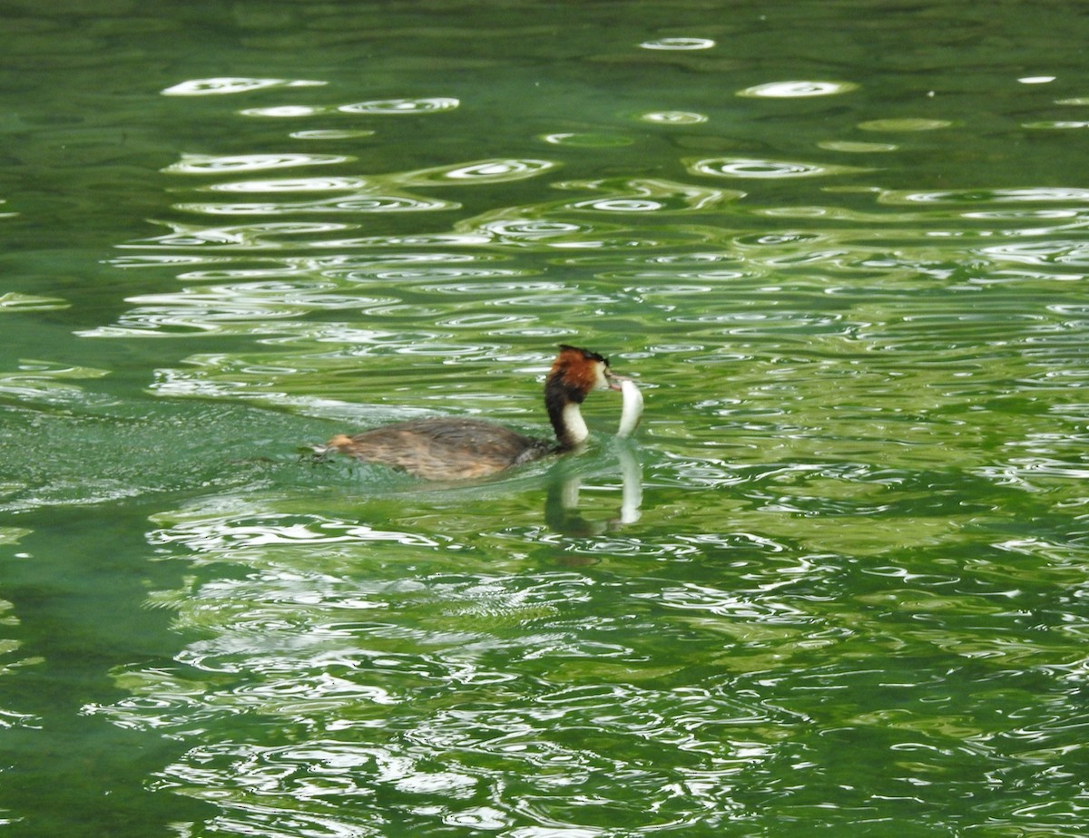 Great Crested Grebe - ML643007954