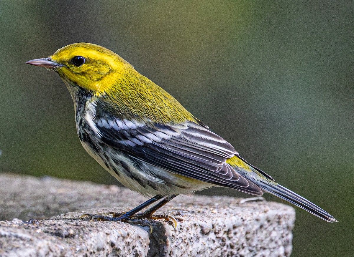 Black-throated Green Warbler - ML643007991