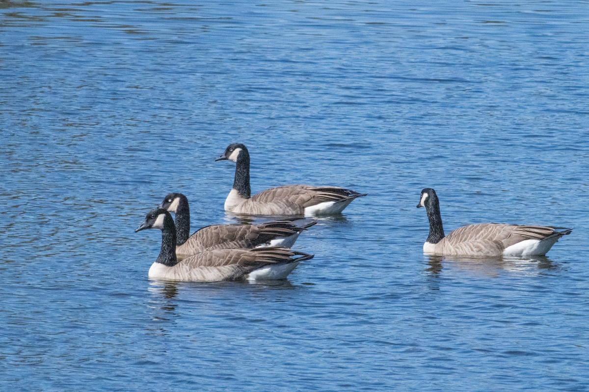 Canada Goose - ML643008011