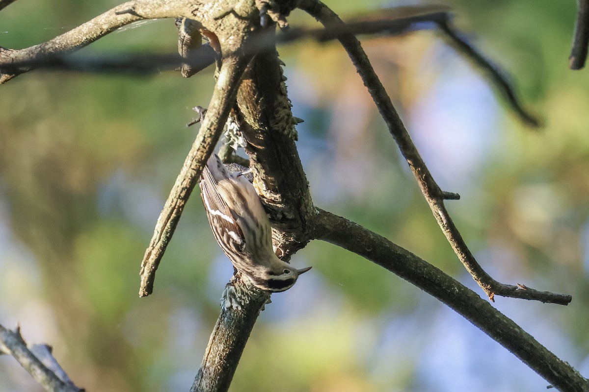 Black-and-white Warbler - ML643008030