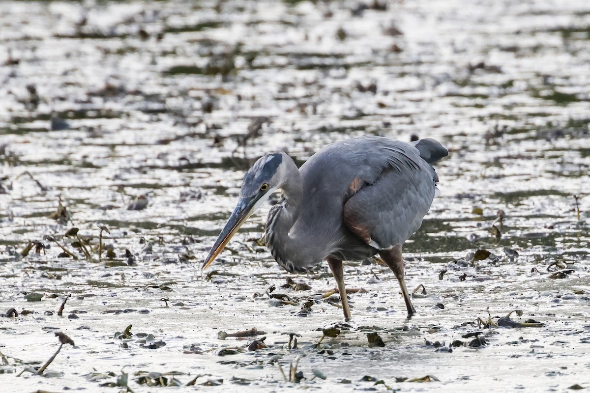 Great Blue Heron - ML643008041