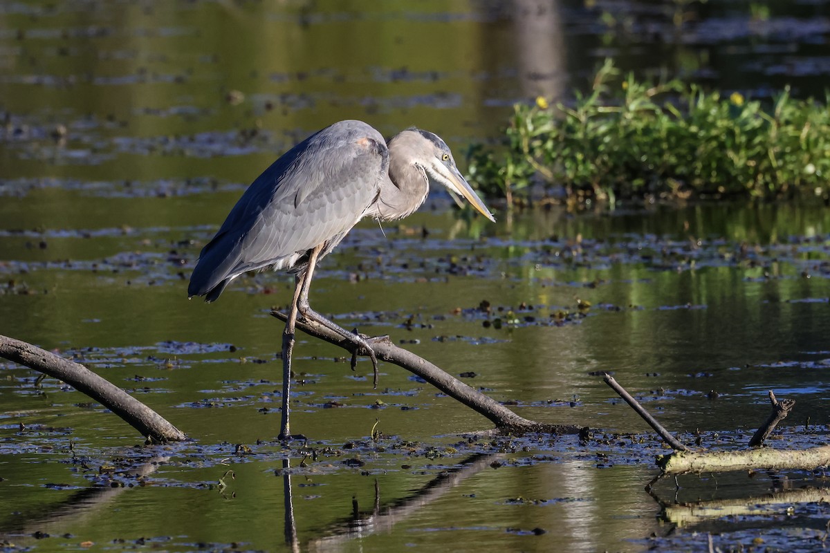 Great Blue Heron - ML643008043