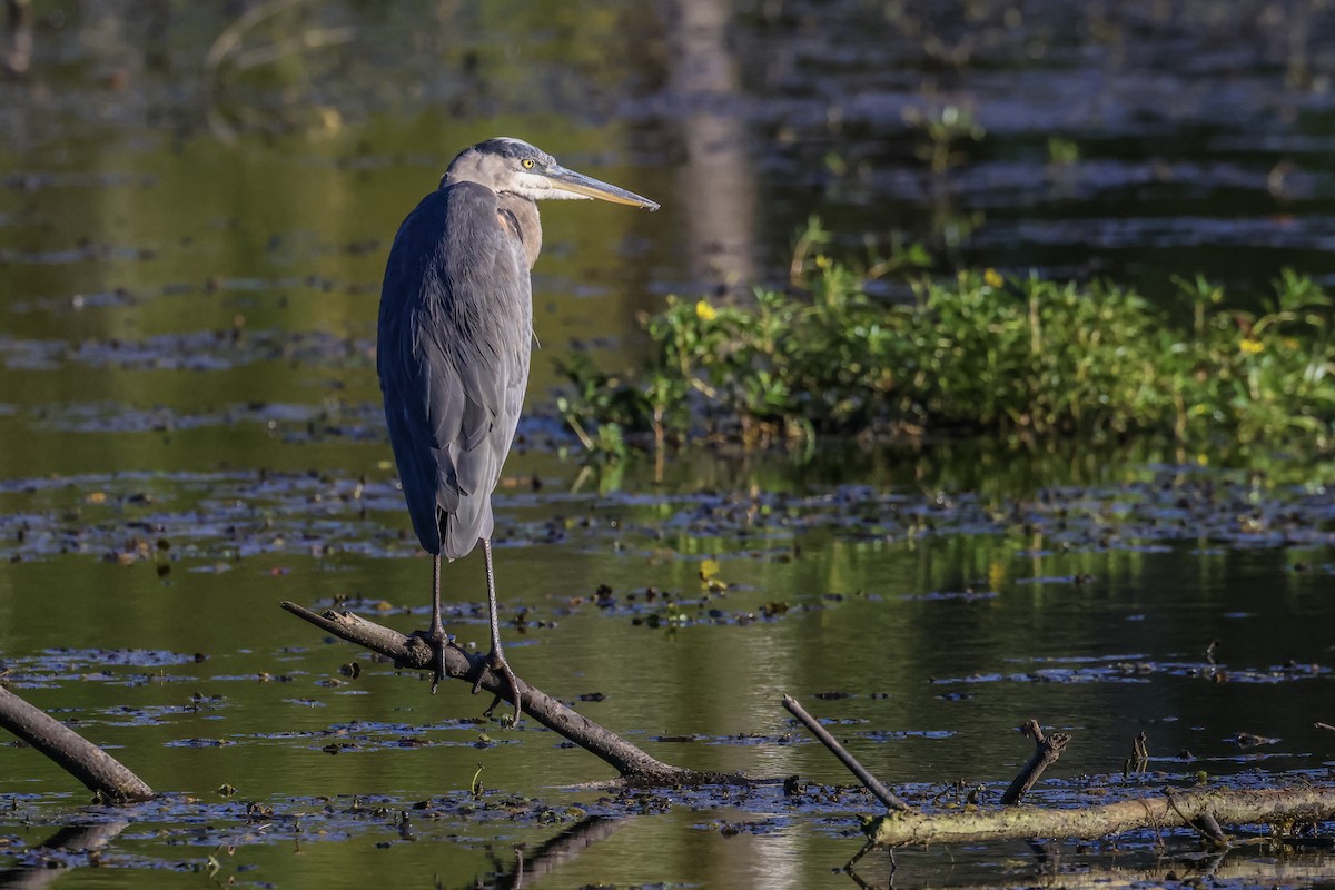 Great Blue Heron - ML643008044