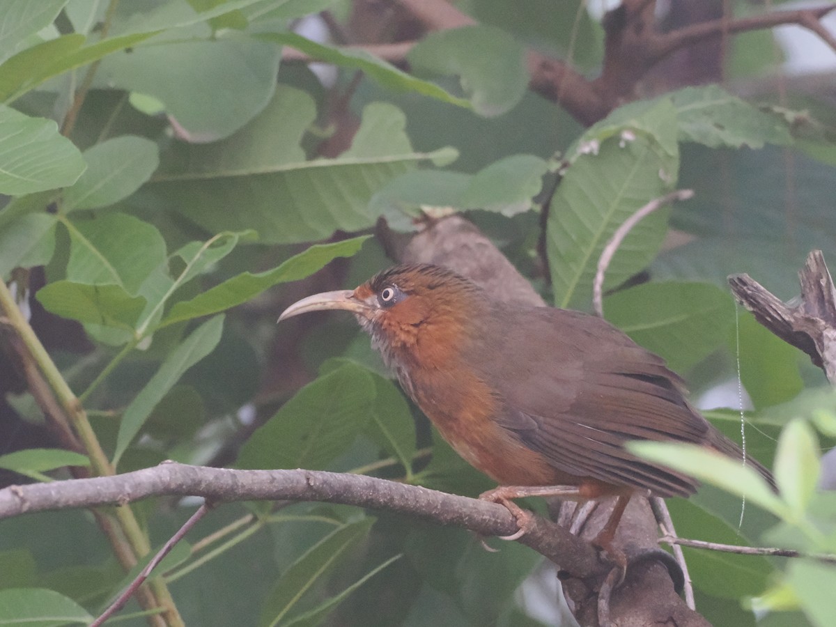Rusty-cheeked Scimitar-Babbler - ML643008058