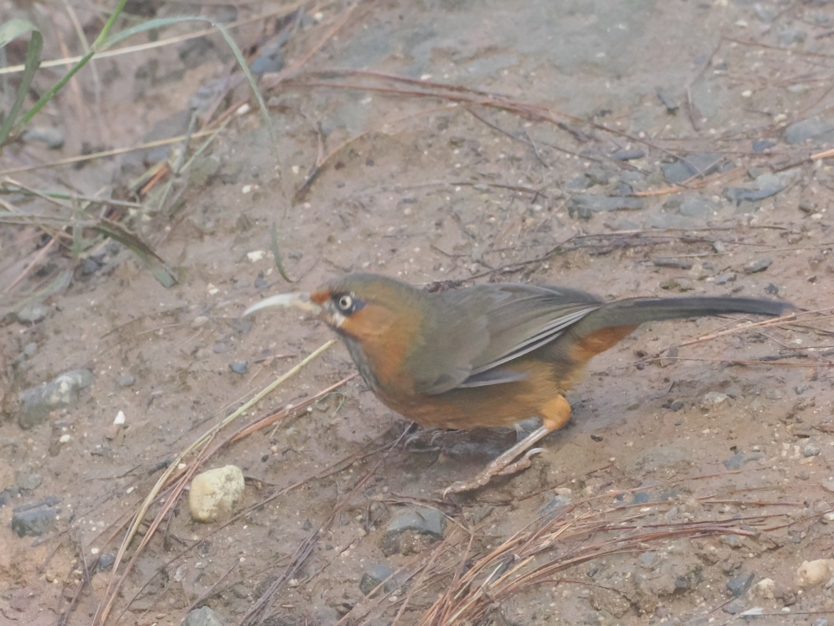 Rusty-cheeked Scimitar-Babbler - ML643008059