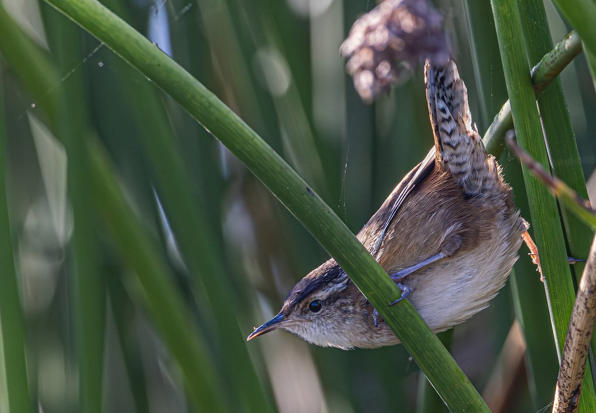 Marsh Wren - ML643008070