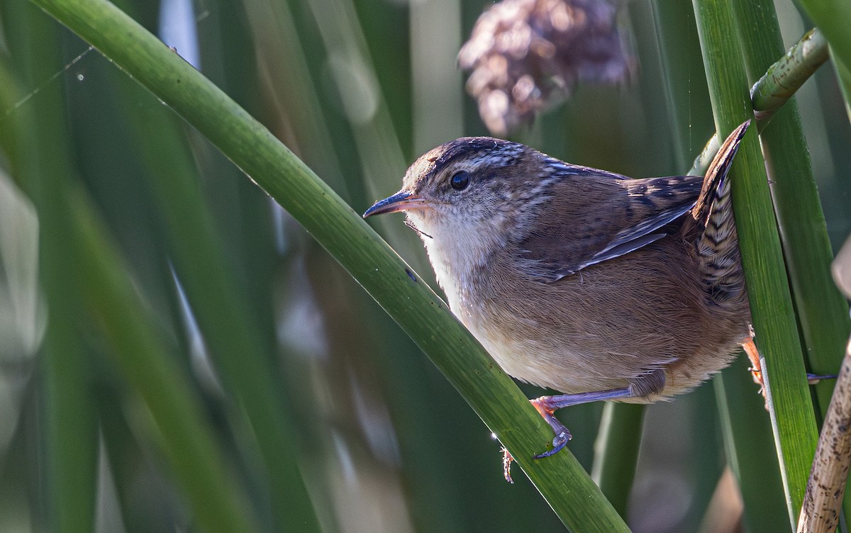 Marsh Wren - ML643008073