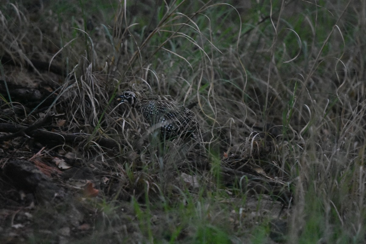 Montezuma Quail - ML643008091