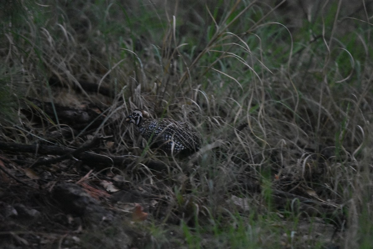 Montezuma Quail - ML643008092