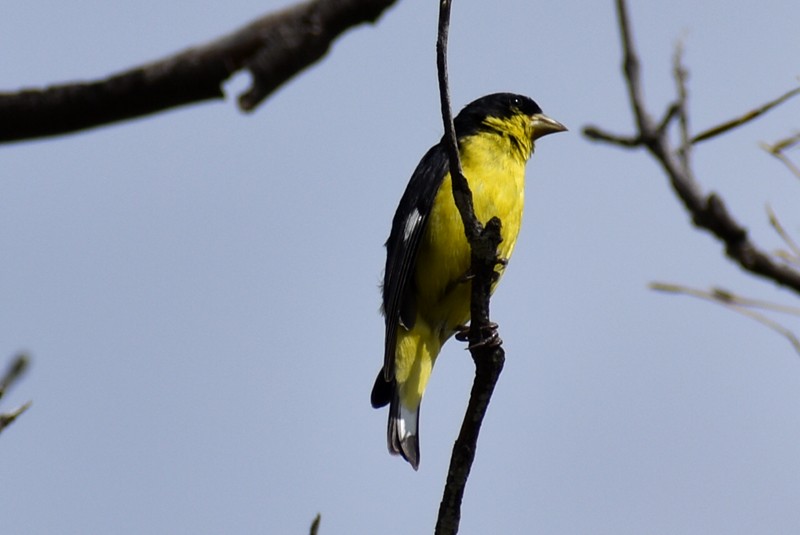Lesser Goldfinch - ML643008095