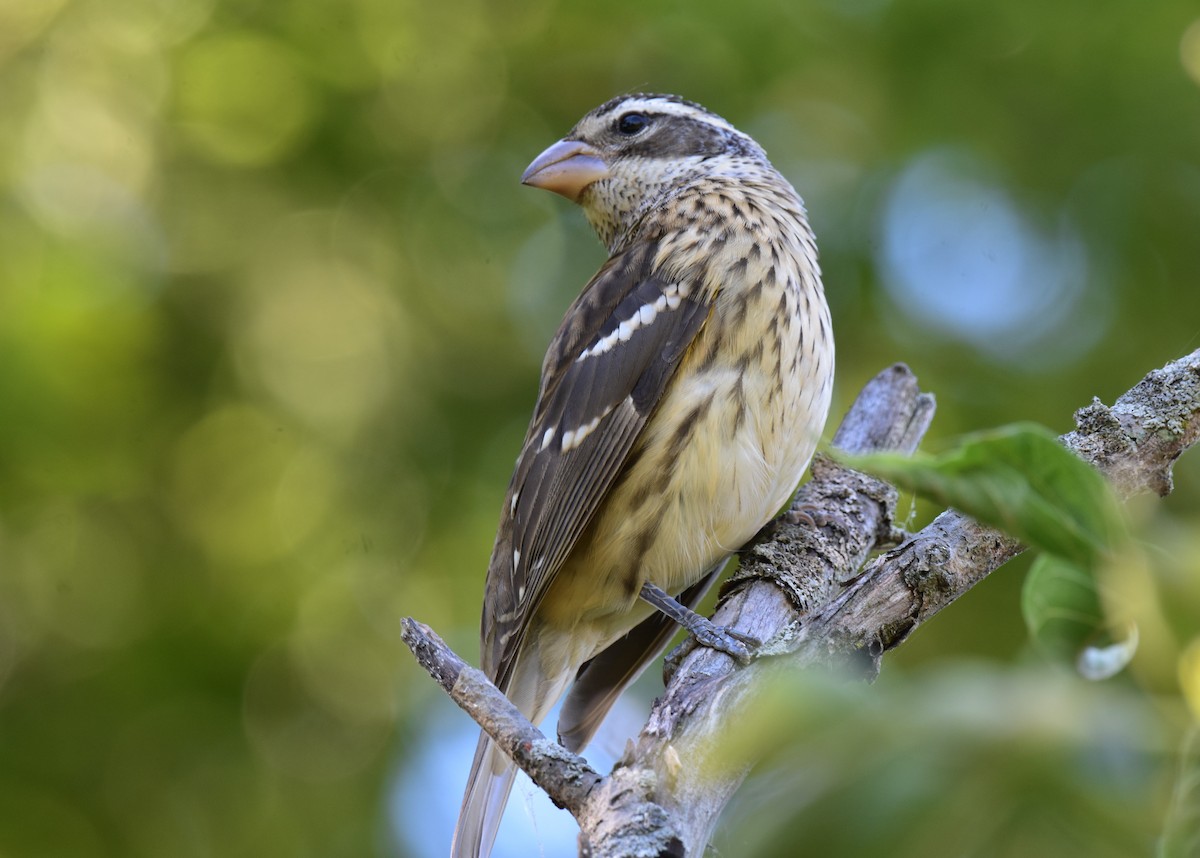Rose-breasted Grosbeak - ML643008096