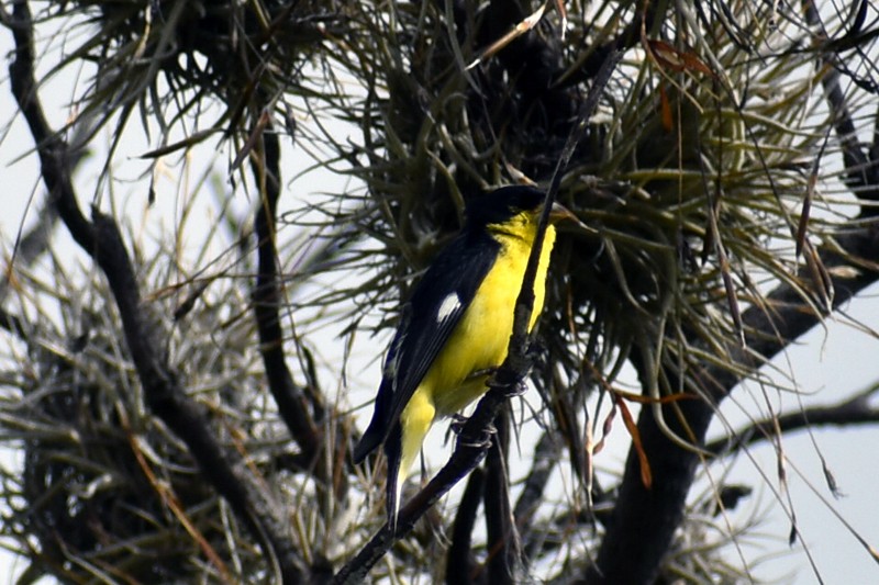Lesser Goldfinch - ML643008101