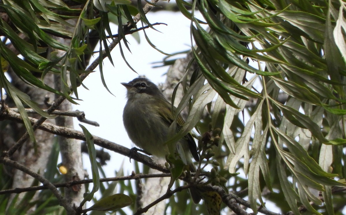 Venezuelan Tyrannulet - ML643008104