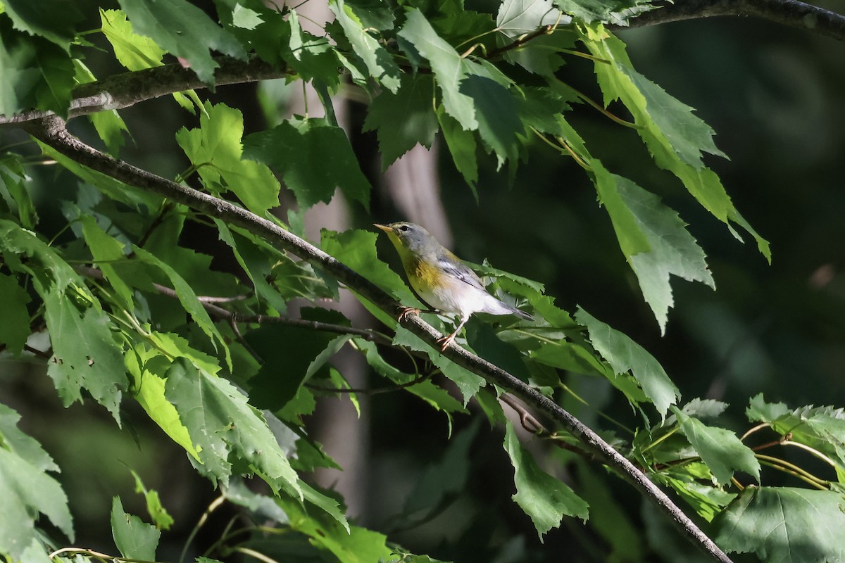 Northern Parula - ML643008105