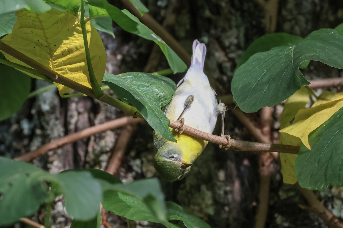 Northern Parula - ML643008106