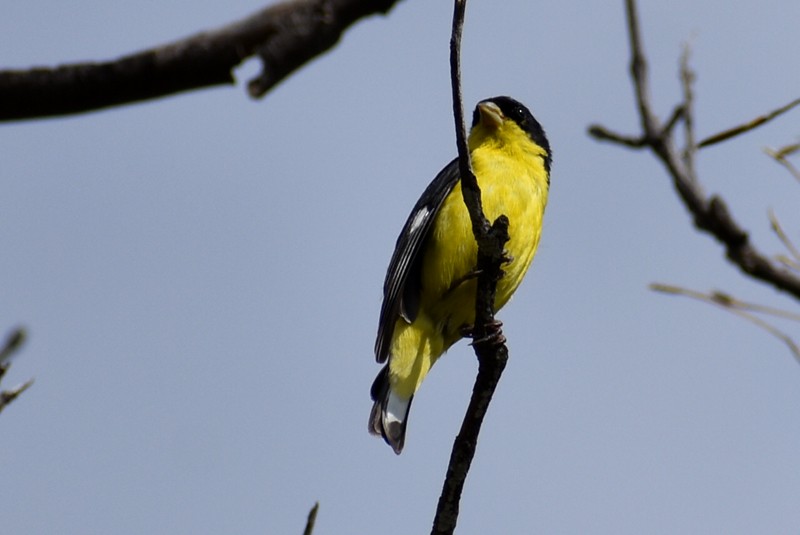 Lesser Goldfinch - ML643008123