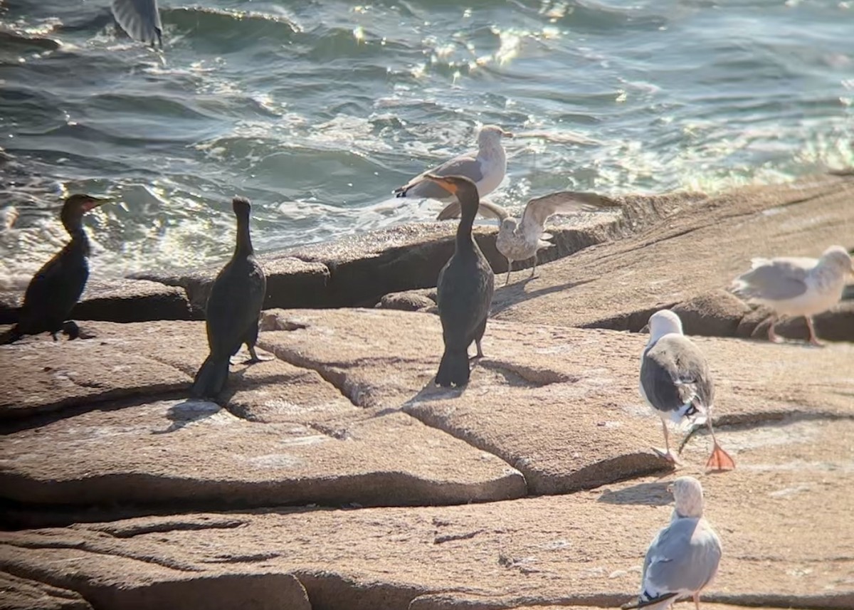 Double-crested Cormorant - ML643008133