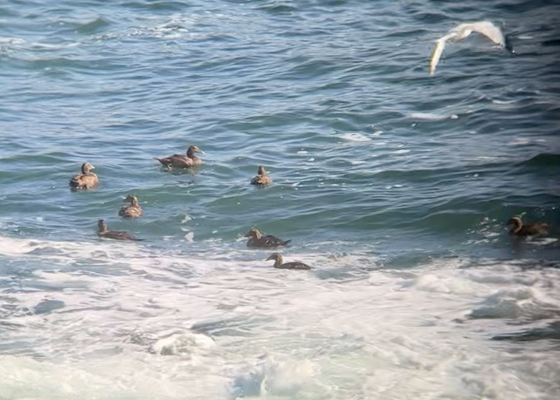Common Eider - ML643008147