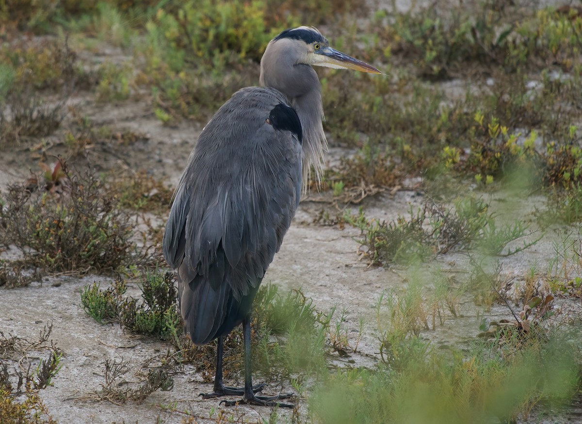 Great Blue Heron - ML643008158
