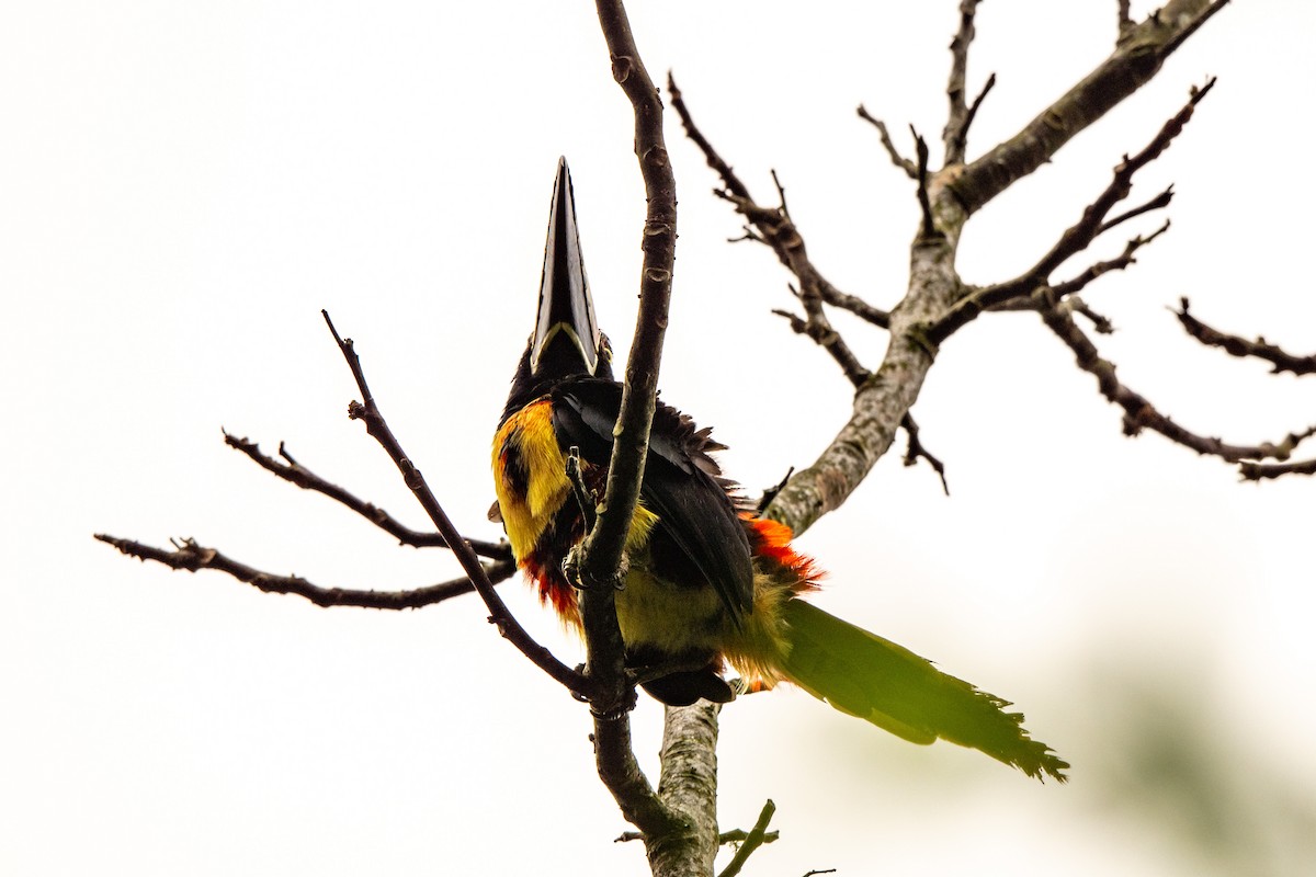 Kuşaklı/Soluk Gagalı Arasari - ML643008183