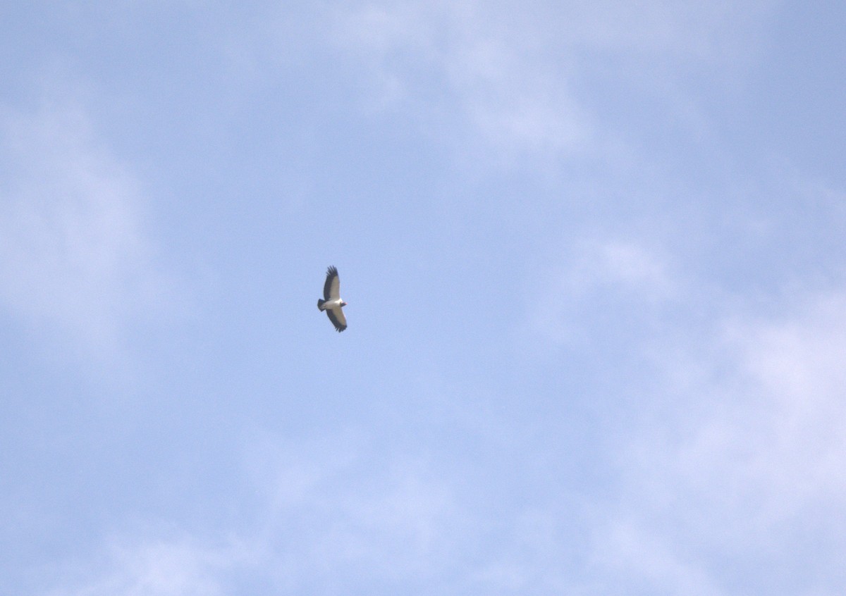 King Vulture - ML643008227