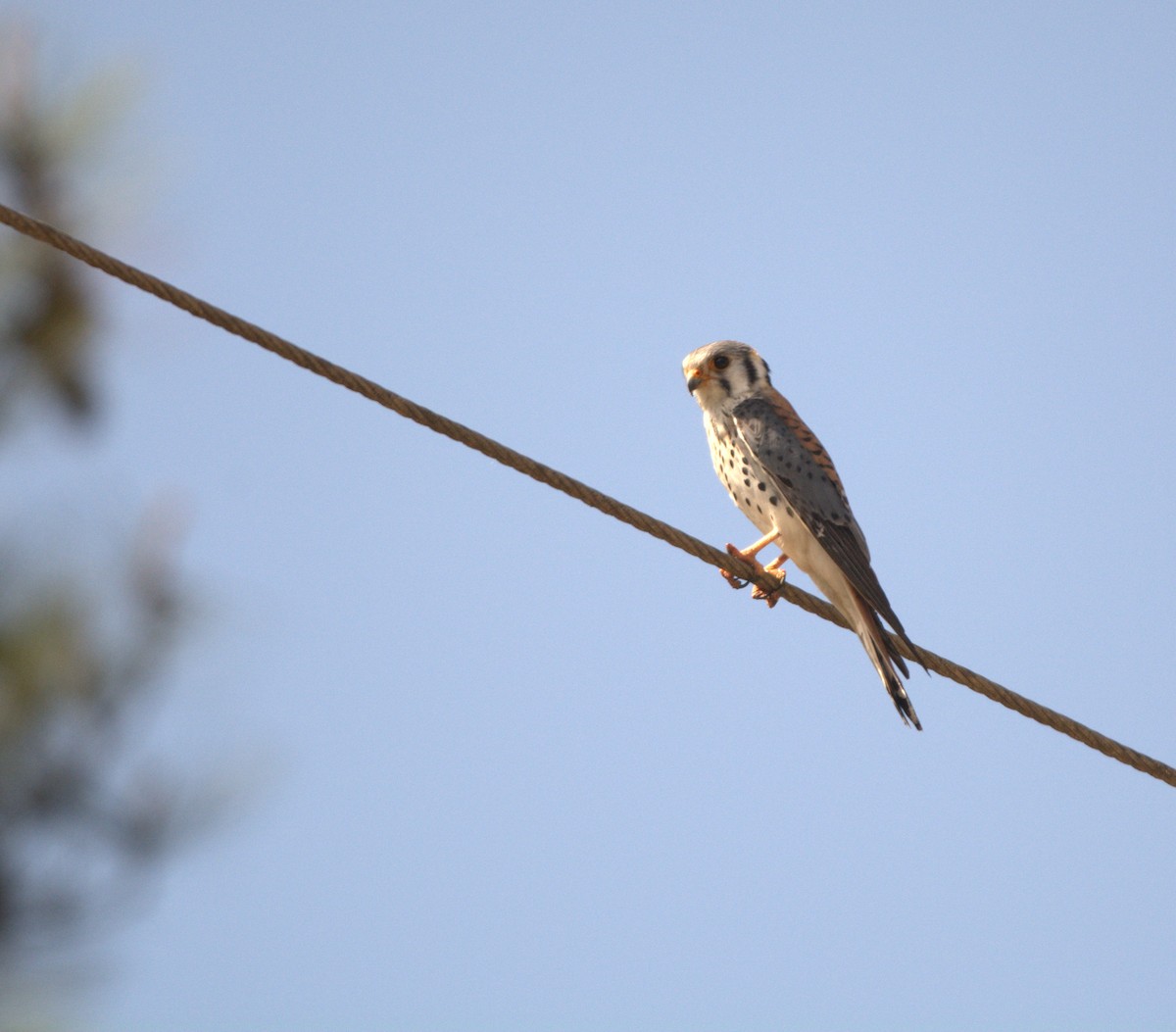 American Kestrel - ML643008232