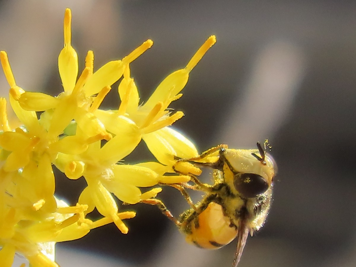 Animali - ML643008275