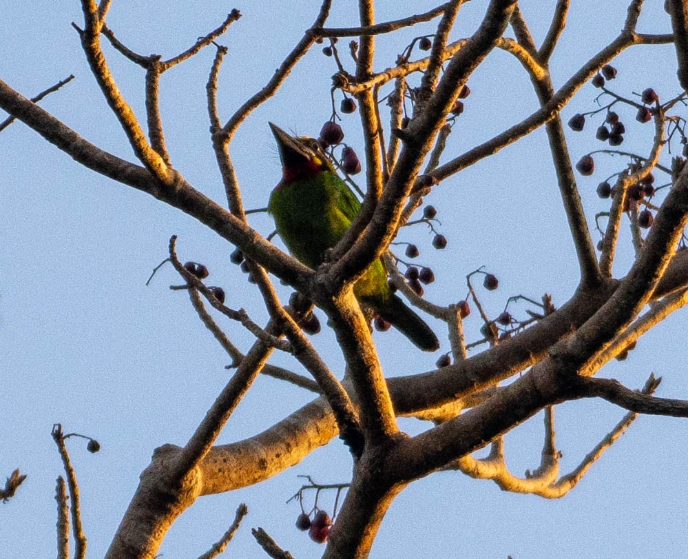Black-banded Barbet - ML643008278