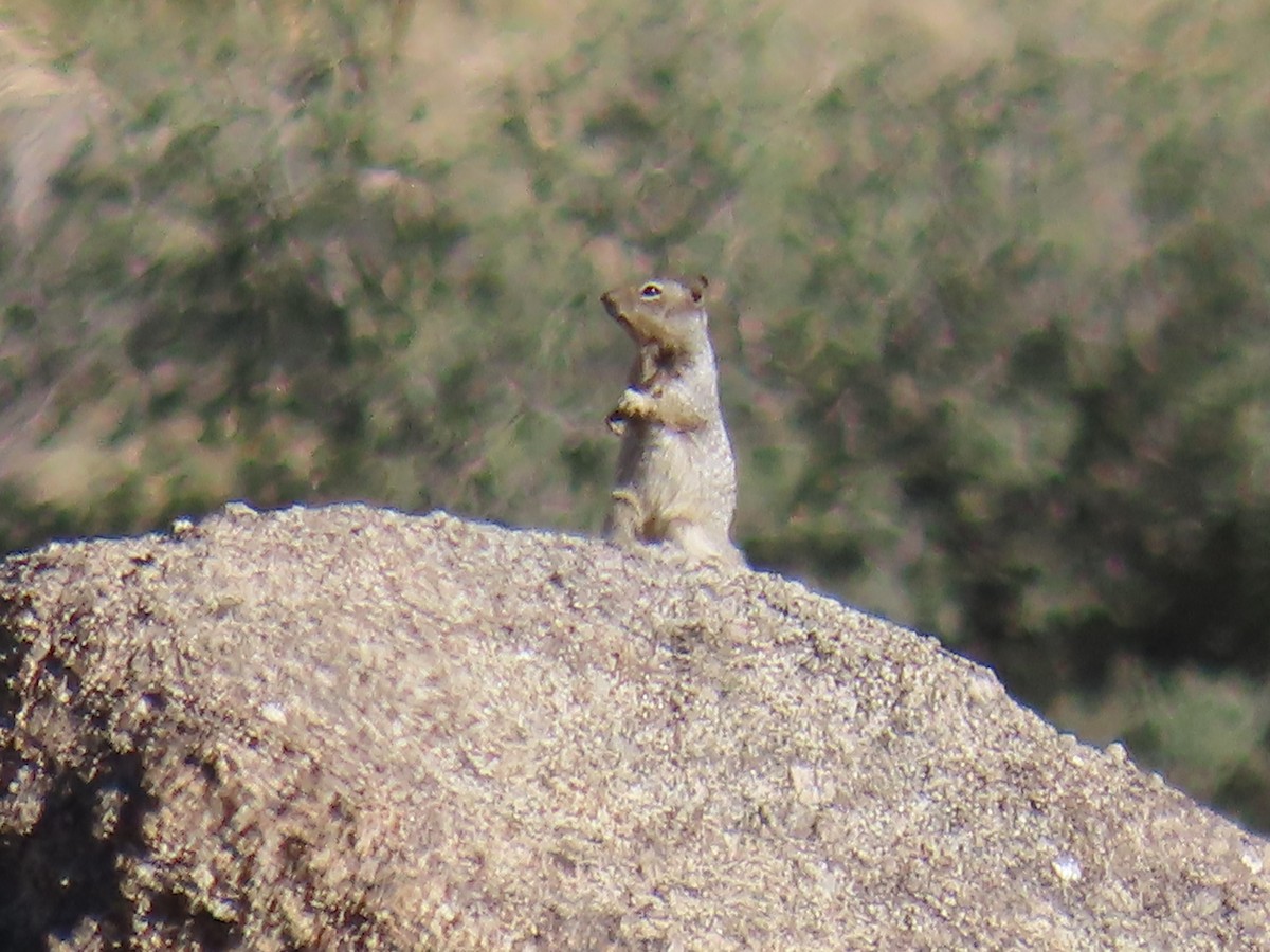 Animali - ML643008301