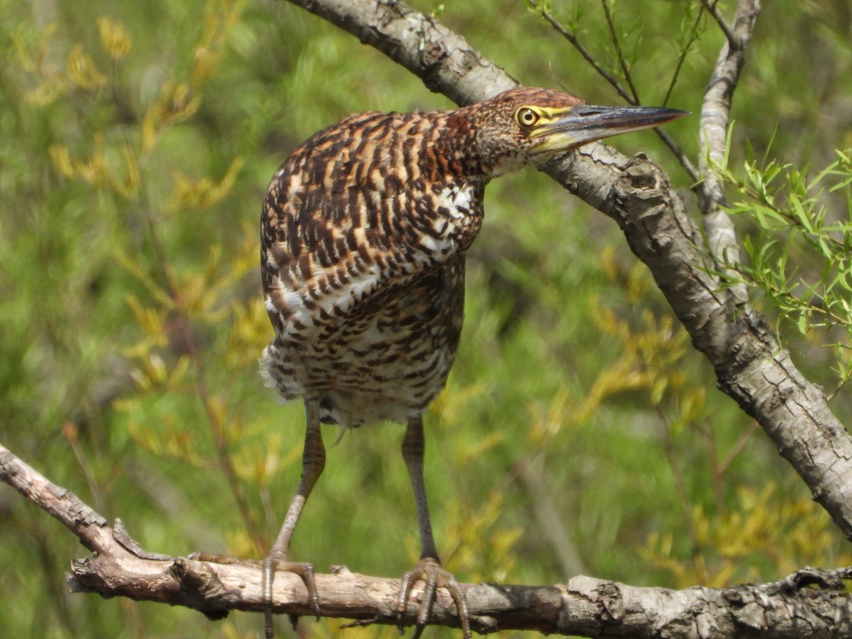 Rufescent Tiger-Heron - ML643008302
