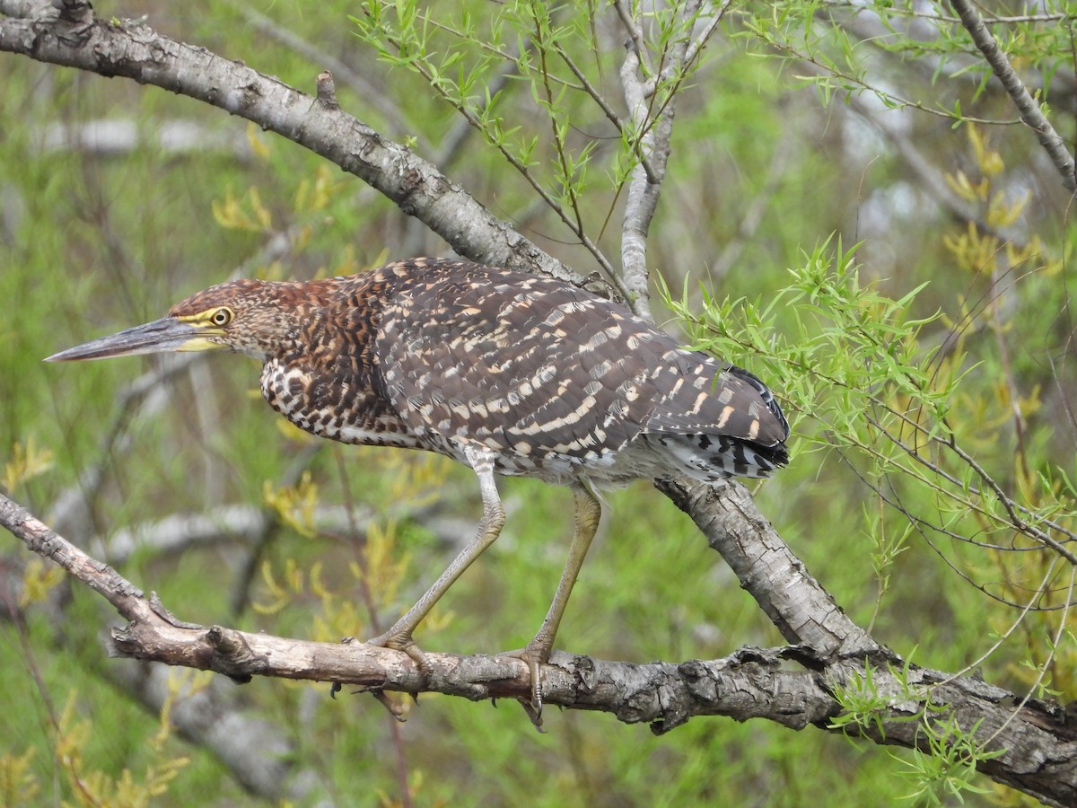 Rufescent Tiger-Heron - ML643008303