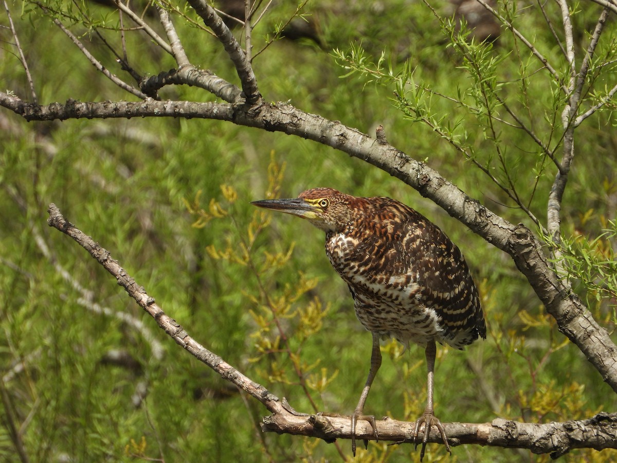 Rufescent Tiger-Heron - ML643008304