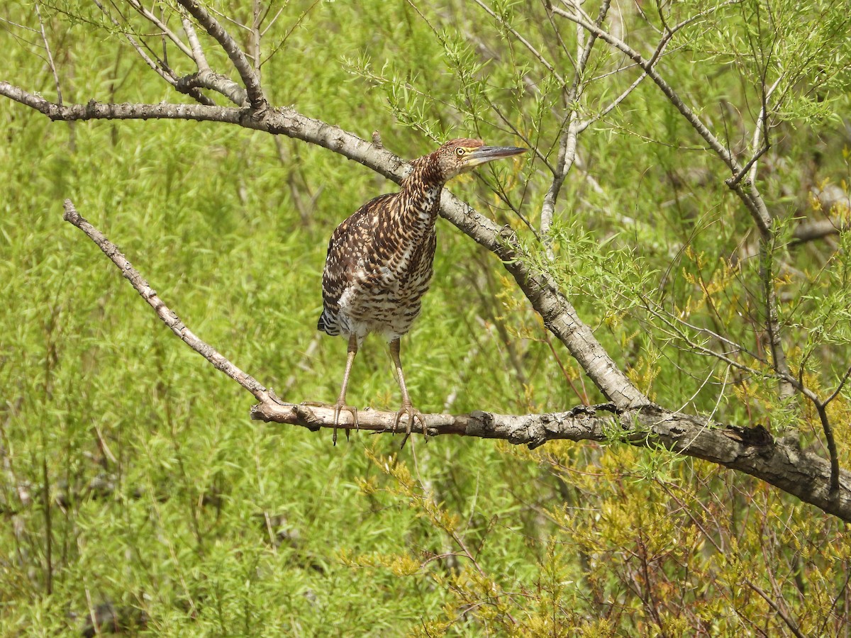 Rufescent Tiger-Heron - ML643008305