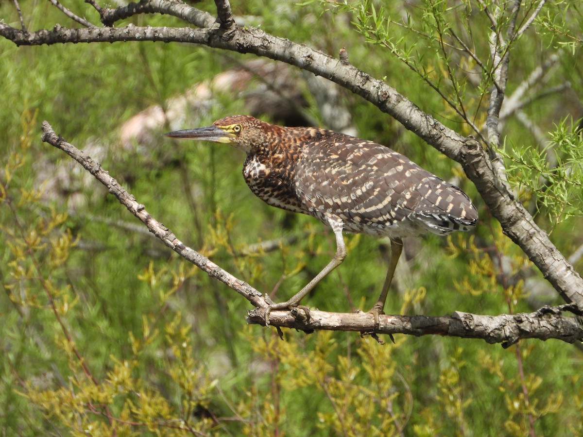 Rufescent Tiger-Heron - ML643008306