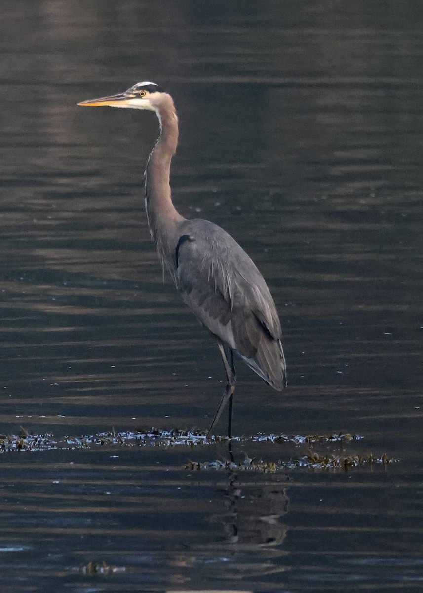Great Blue Heron - ML643008307
