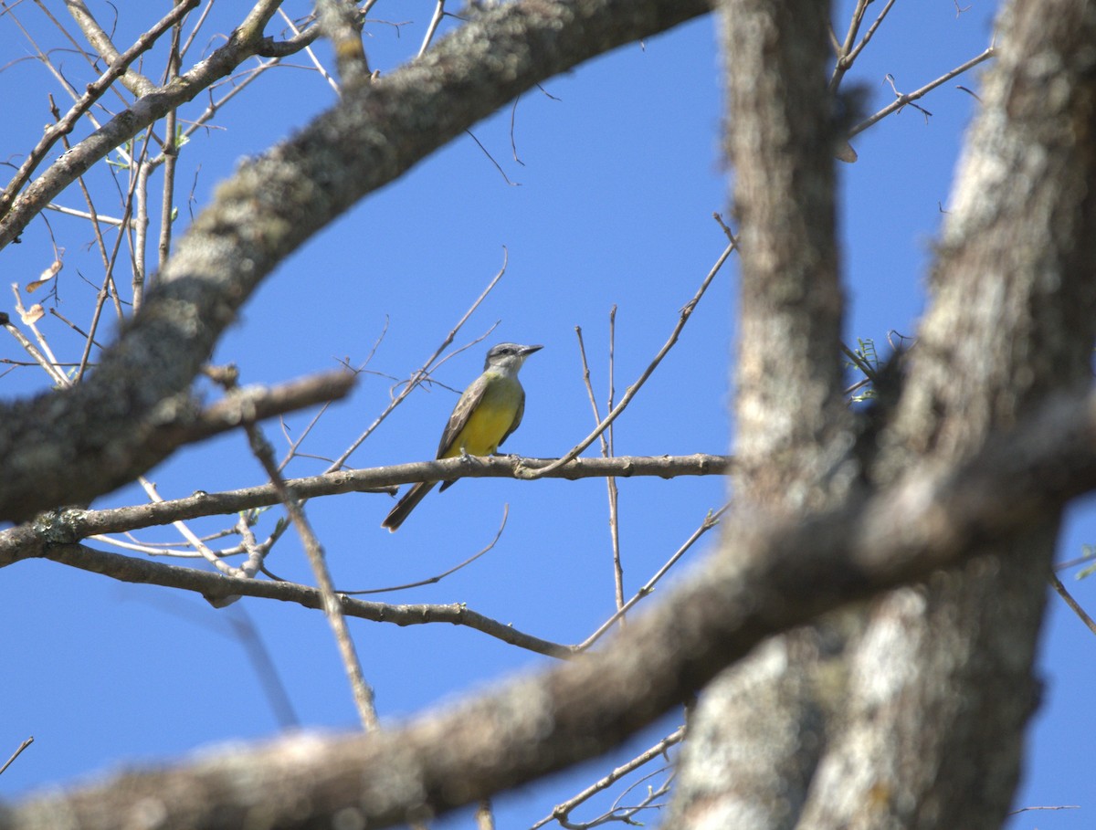 Tropical Kingbird - ML643008309