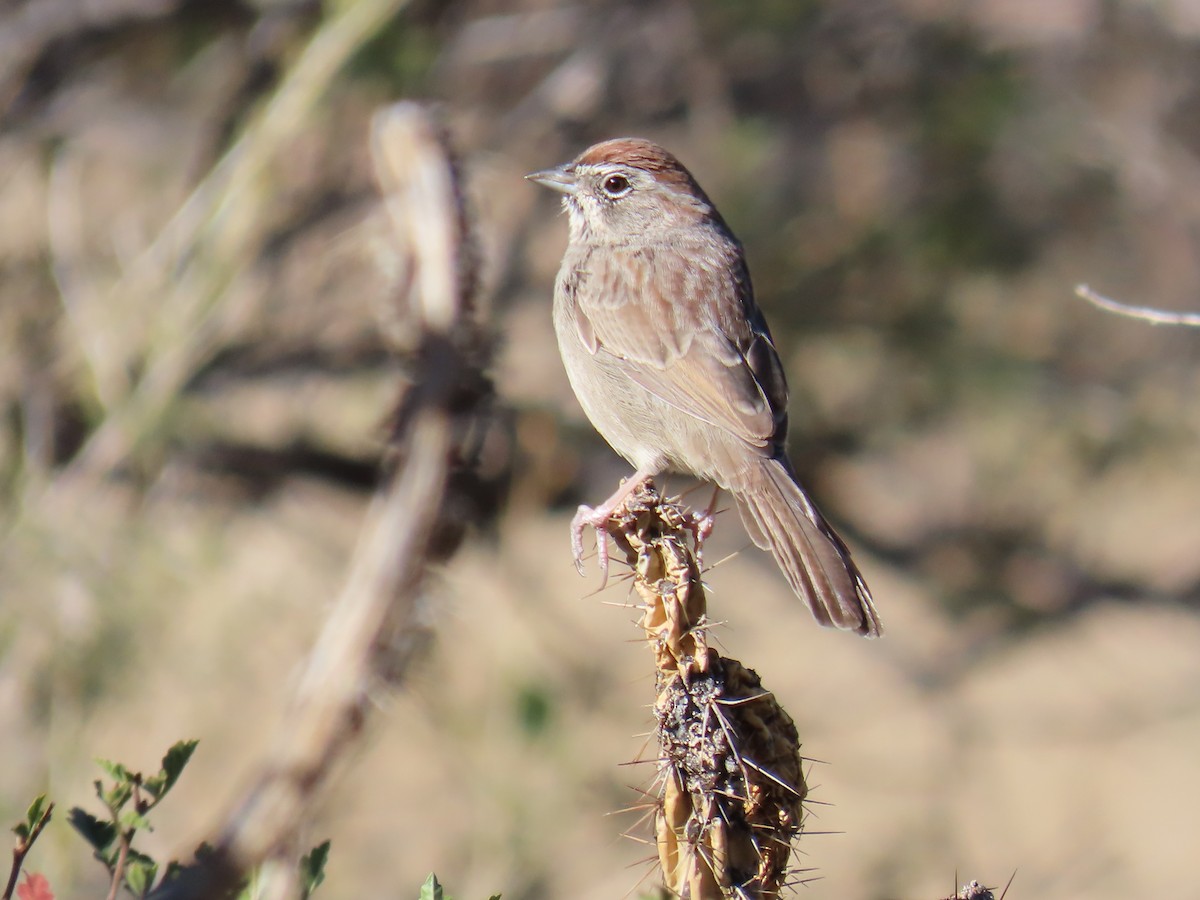 Rufous-crowned Sparrow - ML643008322