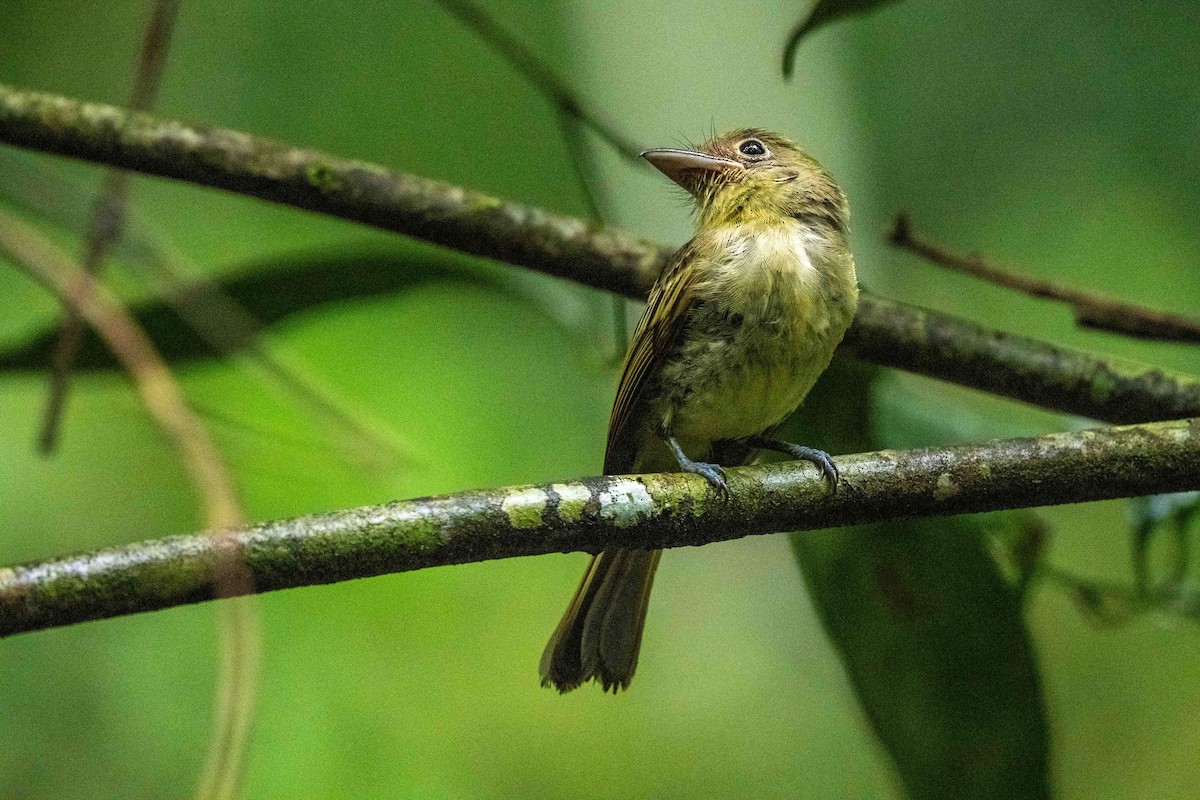 Western Olivaceous Flatbill - ML643008325