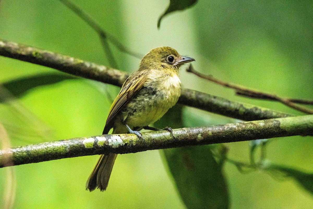 Western Olivaceous Flatbill - ML643008326