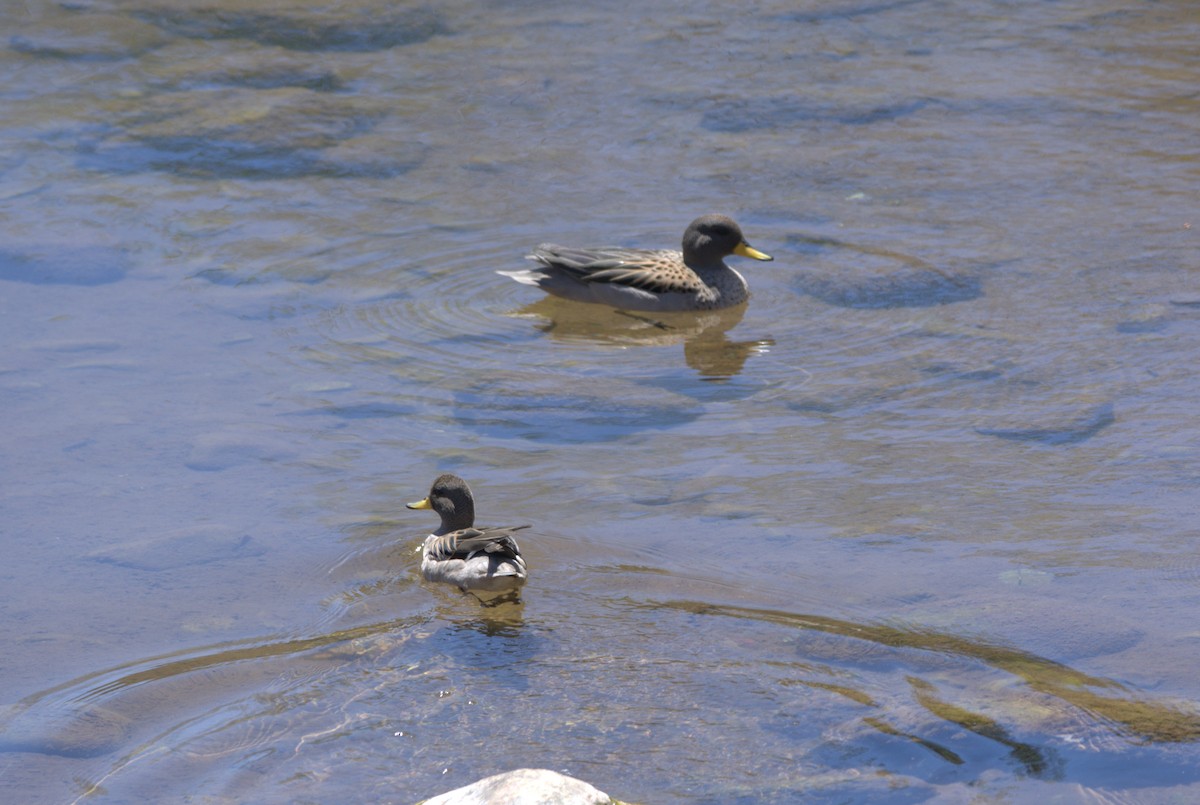 Yellow-billed Teal - ML643008328