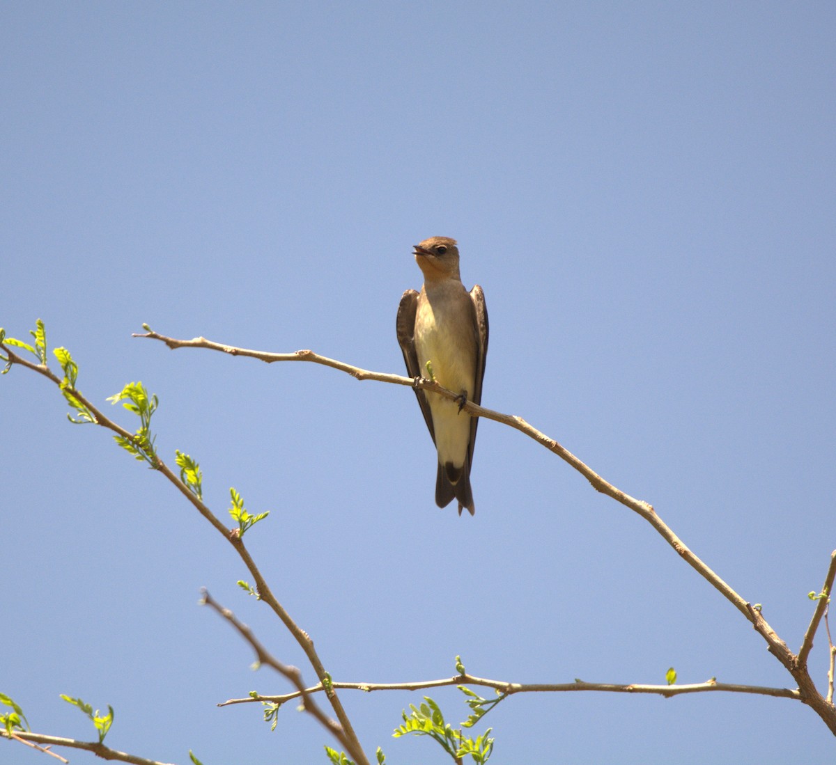 Southern Rough-winged Swallow - ML643008345