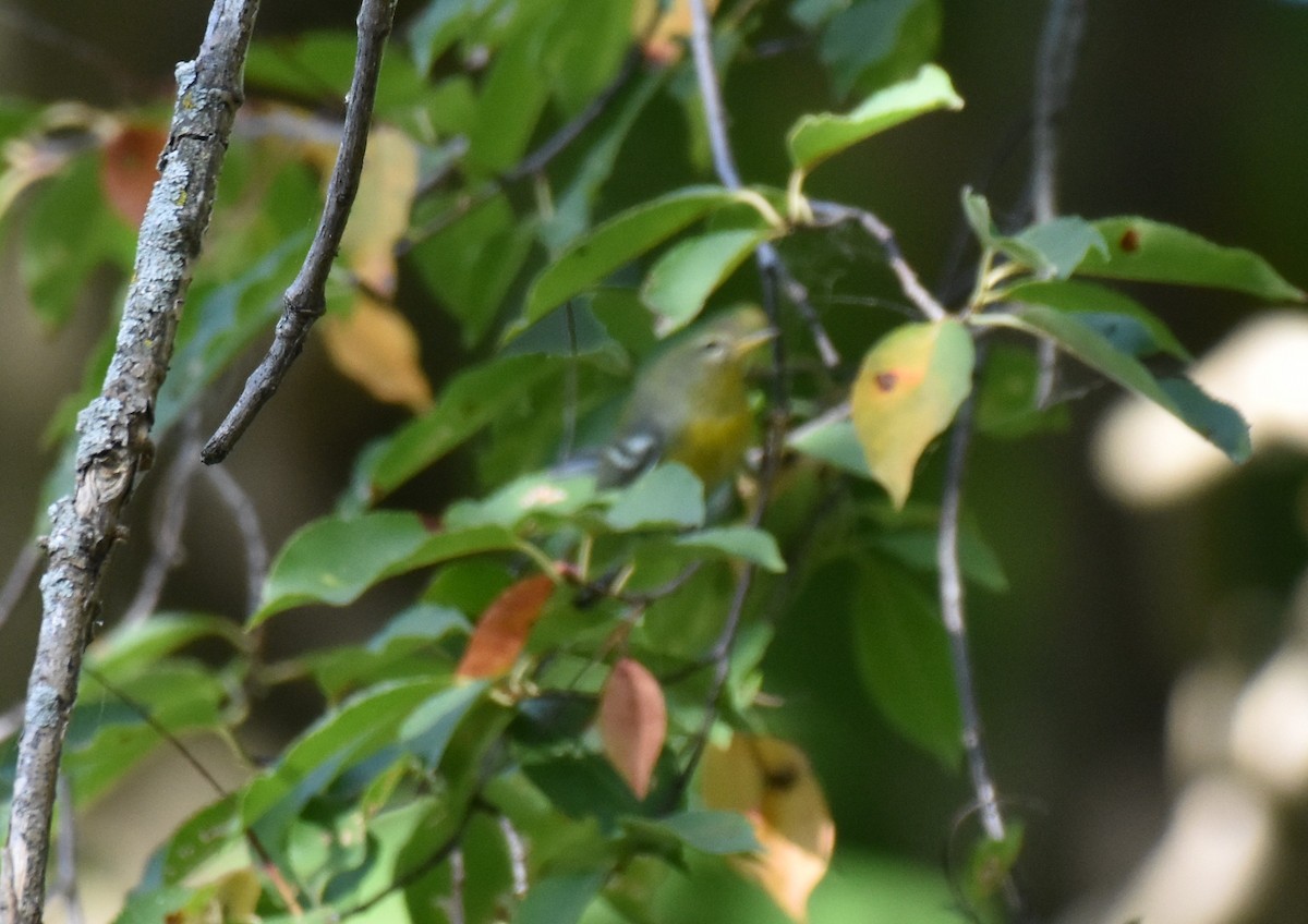 Northern Parula - ML643008350
