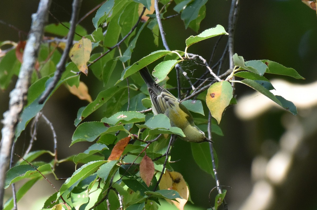 Northern Parula - ML643008351