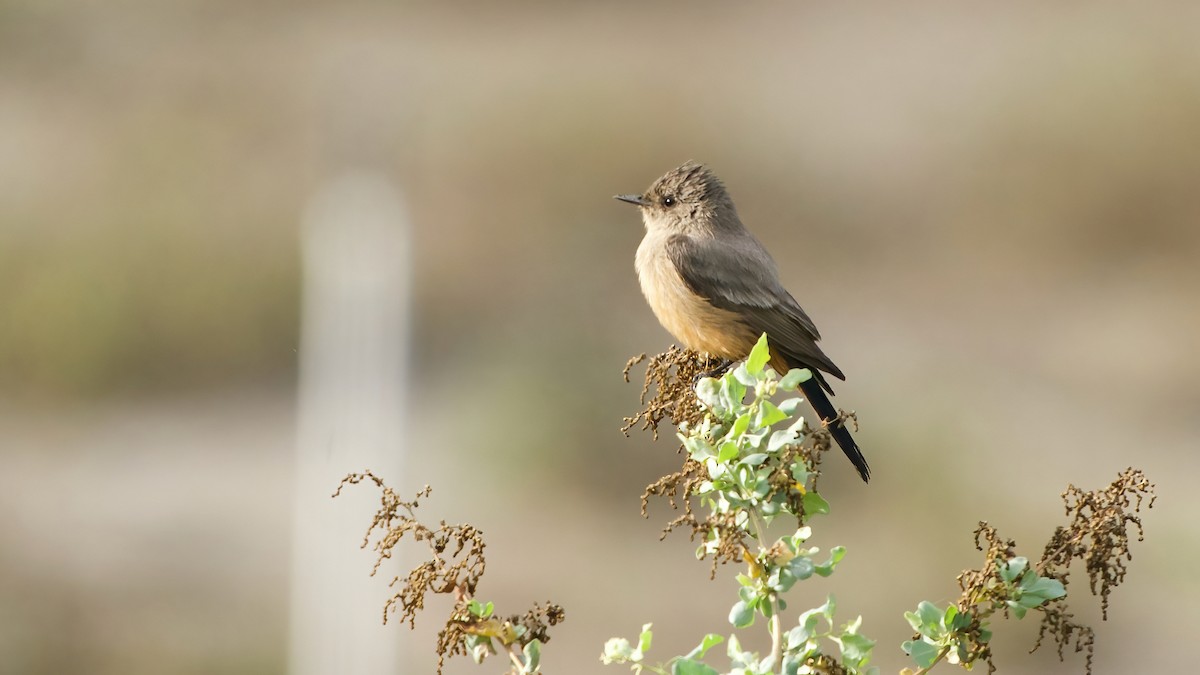 Say's Phoebe - ML643008352