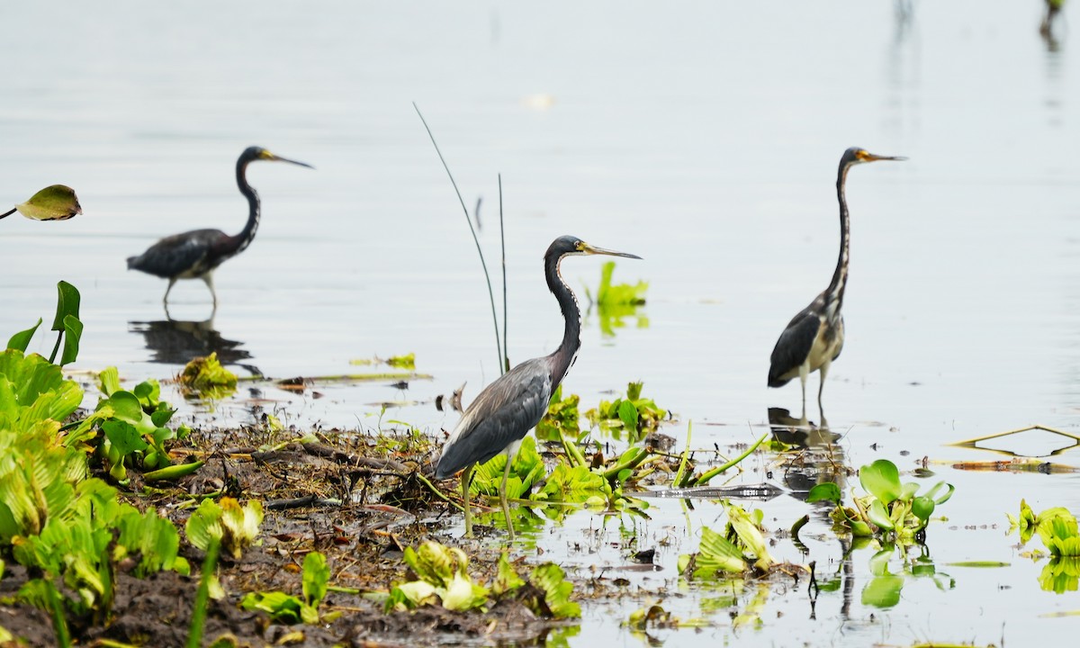 Tricolored Heron - ML643008367