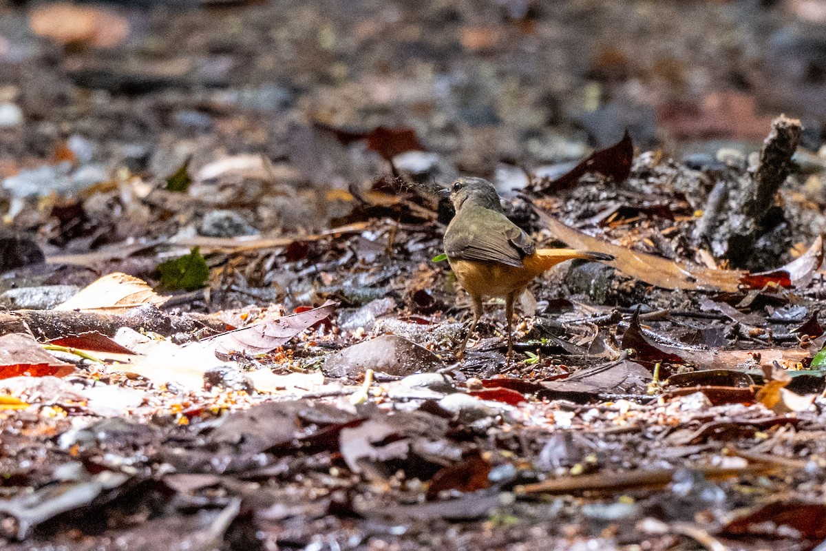 Buff-rumped Warbler - ML643008374