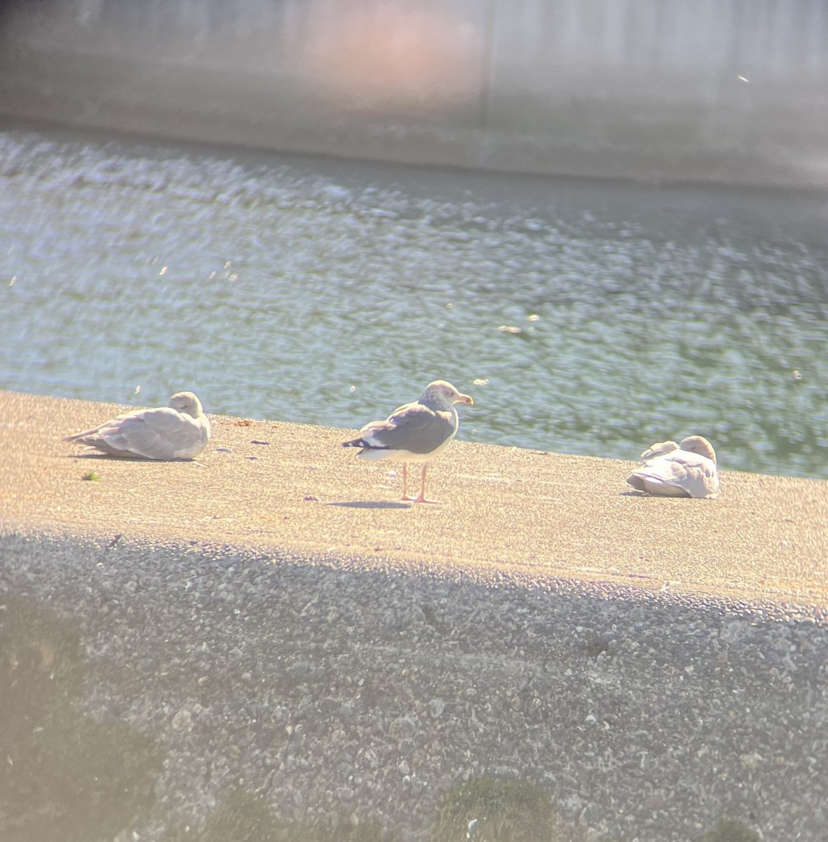 Бэсрэг цахлай - ML643008377